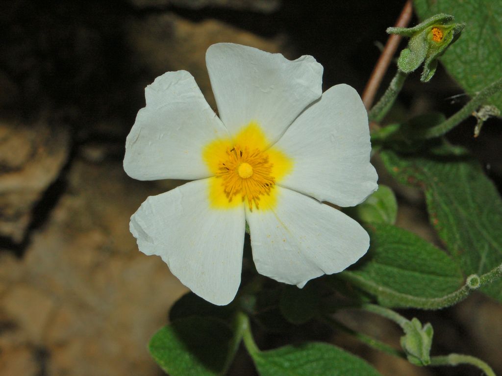 Cistus salvifolius / Cisto femmina